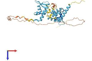 NDN Protein (AA 1-325) (His tag)