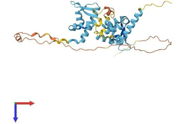 NDN Protein (AA 1-325) (His tag)
