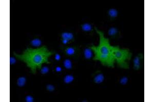 Immunofluorescence (IF) image for anti-Membrane Protein, Palmitoylated 3 (MAGUK P55 Subfamily Member 3) (MPP3) antibody (ABIN1499549) (MPP3 Antikörper)