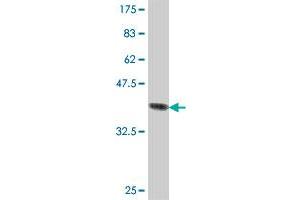 Western Blot detection against Immunogen (37.