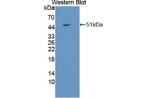 Detection of Recombinant COL2a1, Rabbit using Polyclonal Antibody to Collagen Type II Alpha 1 (COL2a1) (COL2A1 Antikörper  (AA 1259-1449))