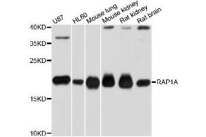 Western blot analysis of extracts of various cell lines, using RAP1A antibody (ABIN5970363) at 1/1000 dilution. (RAP1A Antikörper)