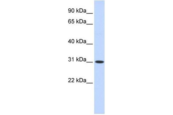 CYB5D2 Antikörper  (N-Term)