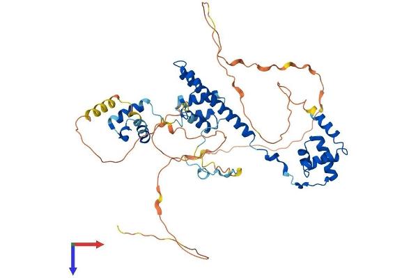 RCOR3 Protein (AA 1-495) (His tag)