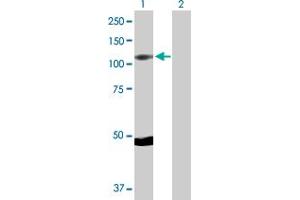 Western Blot analysis of RPS6KA5 expression in transfected 293T cell line by RPS6KA5 MaxPab polyclonal antibody.