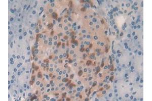 IHC-P analysis of Human Pancreas Tissue, with DAB staining. (GRAP2 Antikörper  (AA 77-325))