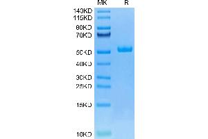 Canine HE4 on Tris-Bis PAGE under reduced condition. (WFDC2 Protein (AA 28-124) (Fc Tag))