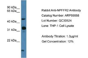 WB Suggested Anti-NPFFR2  Antibody Titration: 0. (NPFFR2 Antikörper  (C-Term))