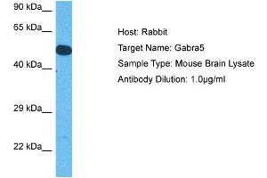 Host: Rabbit Target Name: GABRA5 Sample Tissue: Mouse Brain Antibody Dilution: 1ug/ml (GABRA5 Antikörper  (Middle Region))
