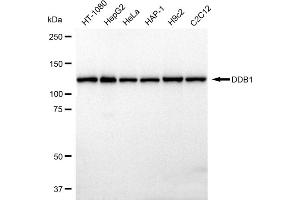 anti-Damage Specific DNA Binding Protein 1 (DDB1) antibody