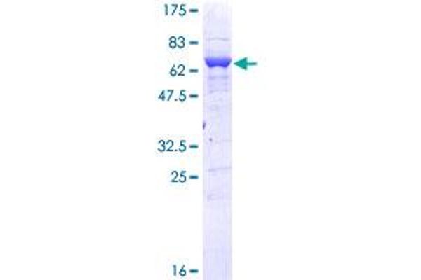 PPID Protein (AA 1-370) (GST tag)