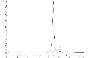 The purity of Biotinylated Human IL-25 is greater than 95 % as determined by SEC-HPLC. (IL-25 Protein (AA 33-177) (His-Avi Tag,Biotin))