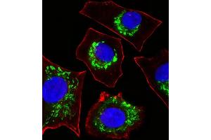Fluorescent image of A549 cells stained with COX6B1 Antibody (N-term) (ABIN6243632 and ABIN6577406). (COX6B1 Antikörper  (N-Term))