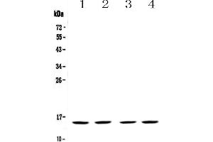 Western blot analysis of FABP5 using anti-FABP5 antibody . (FABP5 Antikörper)