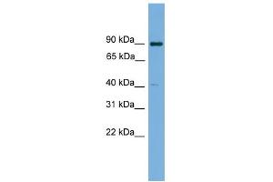WB Suggested Anti-KCTD16 Antibody Titration: 0. (KCTD16 Antikörper  (N-Term))