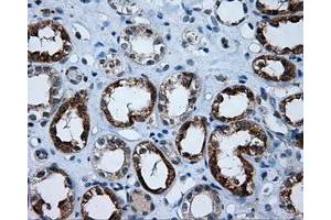 Immunohistochemical staining of paraffin-embedded Kidney tissue using anti-APP mouse monoclonal antibody. (APP Antikörper)
