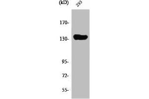 Western Blot analysis of Jurkat cells using SCAF1 Polyclonal Antibody (SCAF1 Antikörper  (N-Term))