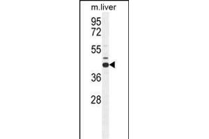 AHCY Antibody (N-term) (ABIN655151 and ABIN2844771) western blot analysis in mouse liver tissue lysates (35 μg/lane). (AHCY Antikörper  (N-Term))