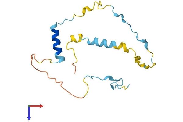 C1orf144 Protein (AA 1-152) (His tag)