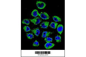 Confocal immunofluorescent analysis of COPE Antibody with A375 cell followed by Alexa Fluor 488-conjugated goat anti-rabbit lgG (green). (COPE Antikörper  (C-Term))
