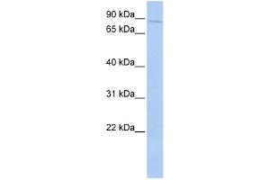 Western Blotting (WB) image for anti-Protein-Kinase, Interferon-Inducible Double Stranded RNA Dependent Inhibitor, Repressor of (p58 Repressor) (PRKRIR) (N-Term) antibody (ABIN2786788)