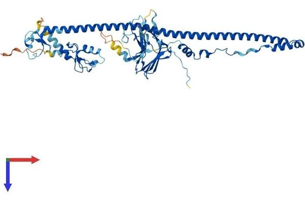 TRIM35 Protein (AA 1-501) (His tag)