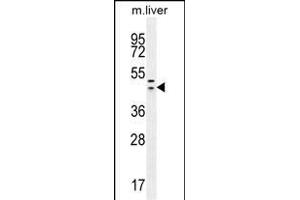 HEXIM1 antibody (Center) (ABIN655589 and ABIN2845076) western blot analysis in mouse liver tissue lysates (35 μg/lane). (HEXIM1 Antikörper  (AA 194-222))