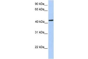 Western Blotting (WB) image for anti-phosphoribosylaminoimidazole Carboxylase, phosphoribosylaminoimidazole Succinocarboxamide Synthetase (PAICS) antibody (ABIN2458982) (PAICS Antikörper)