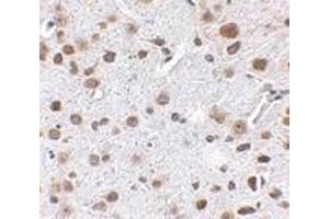 Immunohistochemistry of FTO in mouse brain tissue with FTO antibody at 2. (FTO Antikörper  (N-Term))
