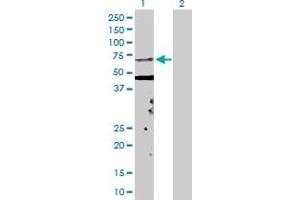 Western Blot analysis of KPNA5 expression in transfected 293T cell line by KPNA5 MaxPab polyclonal antibody. (KPNA5 Antikörper  (AA 1-539))