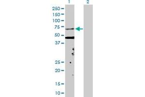 Western Blot analysis of KPNA5 expression in transfected 293T cell line by KPNA5 MaxPab polyclonal antibody.