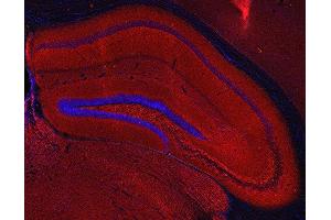 Indirect immunostaining of PFA fixed mouse hippocampus section (dilution 1 : 200; red). (SV2A Antikörper  (AA 2-17))