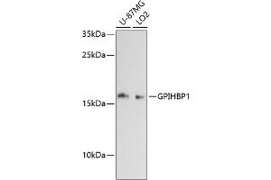 GPIHBP1 Antikörper  (AA 50-151)