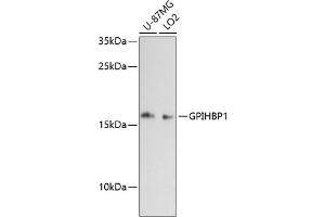 Western blot analysis of extracts of various cell lines, using GPIHBP1 antibody (ABIN6131315, ABIN6141330, ABIN6141331 and ABIN6217167) at 1:3000 dilution. (GPIHBP1 Antikörper  (AA 50-151))