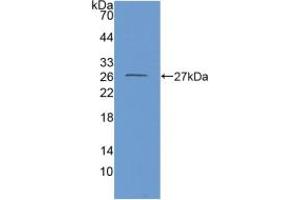 Western blot analysis of recombinant Mouse GDH. (GLUD1 Antikörper  (AA 65-273))
