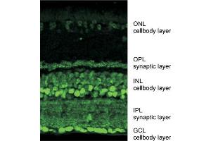 Indirect immunostaining of mouse retina labeling ribeye (synaptic layers) and CtBP 2 (cellbodies) dilution: 1 : 10000 (Ribeye (AA 974-988) Antikörper)
