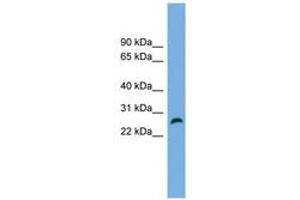 Image no. 1 for anti-Family with Sequence Similarity 3, Member D (FAM3D) (AA 143-192) antibody (ABIN6744991) (FAM3D Antikörper  (AA 143-192))