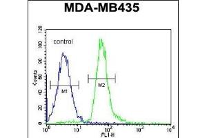 RRAGD Antibody (Center) (ABIN651150 and ABIN2840101) flow cytometric analysis of MDA-M cells (right histogram) compared to a negative control cell (left histogram). (RRAGD Antikörper  (AA 171-199))