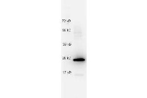 Western Blotting (WB) image for anti-Interleukin 27 (IL27) antibody (ABIN1043835) (IL-27 Antikörper)