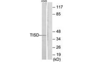 Western blot analysis of extracts from A549 cells, using TISD Antibody. (TISD Antikörper  (AA 207-256))