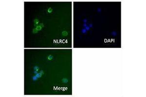 Immunofluorescence (IF) image for anti-NLR Family, CARD Domain Containing 4 (NLRC4) antibody (ABIN2665296)