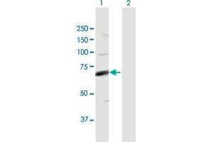 Western Blot analysis of FASTK expression in transfected 293T cell line by FASTK MaxPab polyclonal antibody. (FASTK Antikörper  (AA 1-549))