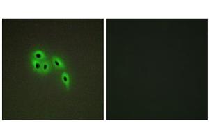Immunofluorescence analysis of A549 cells, using DOK6 antibody. (DOK6 Antikörper  (Internal Region))