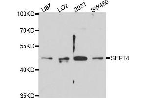 Western blot analysis of extract of various cells, using 4-九月 antibody. (Septin 4 Antikörper)