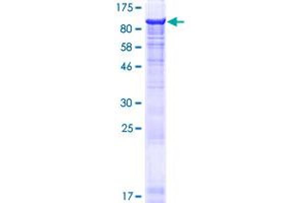 MIER2 Protein (AA 1-545) (GST tag)