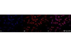 Immunocytochemistry/Immunofluorescence analysis using Rabbit Anti-GRP78 Polyclonal Antibody . (GRP78 Antikörper  (HRP))