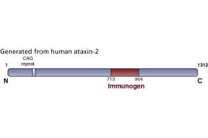 Image no. 3 for anti-Ataxin 2 (ATXN2) (AA 713-904) antibody (ABIN968504) (Ataxin 2 Antikörper  (AA 713-904))