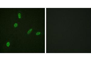 Peptide - +Immunofluorescence analysis of HeLa cells, using ETS1 (Ab-38) antibody.