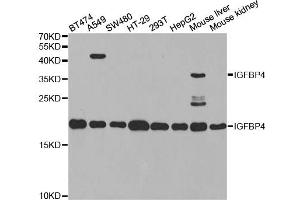 Western blot analysis of extracts of various cell lines, using IGFBP4 antibody.