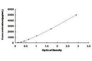 CD160 (CD160) ELISA Kit